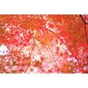 紅色の宇宙