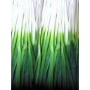 ネギとは ネギとは 単語記事 ニコニコ大百科