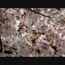 桜映像素材 9 ニコニ コモンズ