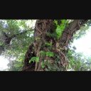ジャングル ツタが巻き付いた木2 1080p Mmd背景などに ニコニ コモンズ