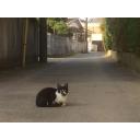 田舎の住宅街で道の真ん中に座る猫 ニコニ コモンズ