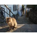 長崎の猫