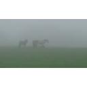 霧の中の馬（複数）