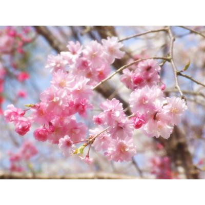 桜（京都哲学の道～インクラインまでの桜）