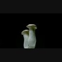エリンギ - ニコニ・コモンズ