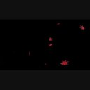 紅葉 ループ素材 ニコニ コモンズ
