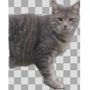 SCP-529 Josie the Half-Cat