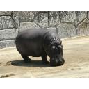 カバ 東武動物公園 ニコニ コモンズ