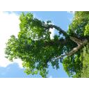 木 大木 巨木 楢木 楢ノ木 - ニコニ・コモンズ