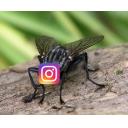 インスタバエ Yakkai ニコニ コモンズ