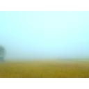 霧の中の田んぼ