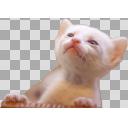 ねこ1