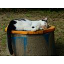 マンホール？で眠る猫
