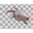 山羊（Goat）頭だけ