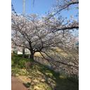 桜の木の素材 ニコニ コモンズ