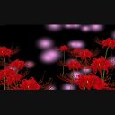 肉質画　【彼岸花】　金 楽天市場】造花 彼岸花 3本セット 曼珠沙華 FM8392 シルク