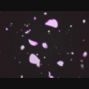 Vj Cg 映像素材 Sakura Cg Gdmnet 01b Mov 桜の花びらが飛んでくる