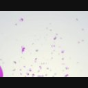 VJ CG 映像素材　SAKURA_CG_gdmnet_02w.mov　桜の花びらが下から上に舞う