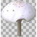 タグ検索 キノコ ニコニ コモンズ