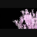 桜の木と花吹雪 No 5 グリーンバック 黒背景 ニコニ コモンズ