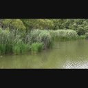【1080p/24fps】池のほとり①