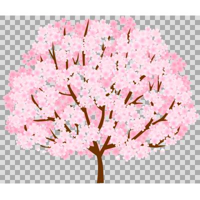 木 イラスト 桜の 桜 サクラ