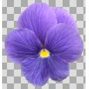 パンジー 紫 ニコニ コモンズ