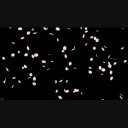 桜の花吹雪 回転 No 9 グリーンバック 黒背景の動画素材 ニコニ コモンズ