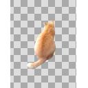 猫の背中