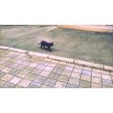 道を歩く黒猫