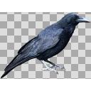タグ検索 鳥 ニコニ コモンズ
