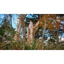 散策 朽ちた木 ニコニ コモンズ