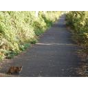 猫と舗装路