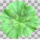 タグ検索 葉 ニコニ コモンズ