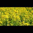 背景動画 風に揺れる菜の花 4k動画素材 ニコニ コモンズ