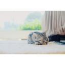 【写真素材】眠る猫