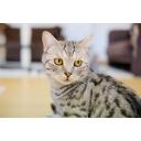 【写真素材】振り返る猫
