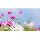 【✿】秋桜　高解像度