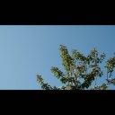 わずかに揺れる木の葉 【動画素材】
