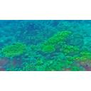 サンゴの海中【フリー素材あそび】