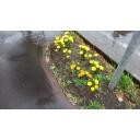 【背景用】雨の日の花壇【資料】