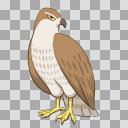 タカs【透過PNG】