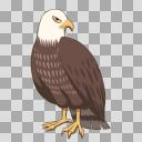 ハクトウワシs【透過PNG】