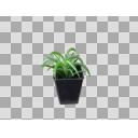 観葉植物素材
