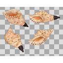 ほら貝　【音なります】 ホラガイ（法螺貝） 着信音 試聴 無料ダウンロード