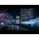 夜桜　写真　背景