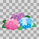 【6月のイラスト】アジサイの花【フリー素材あそび】