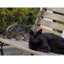黒猫