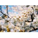 桜　３