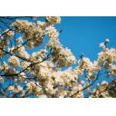 桜　５